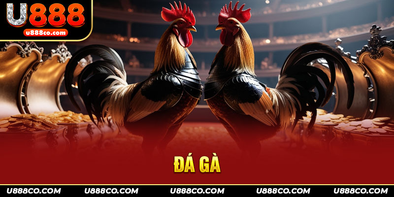 Kinh nghiệm thắng lớn khi cược đá gà U888