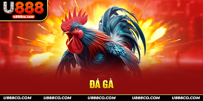 Chỉ dẫn người mới cách tham gia đá gà U888