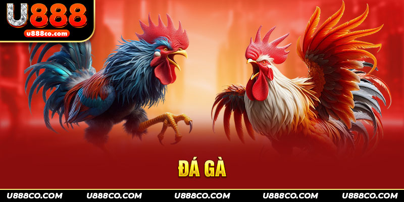 Những loại hình đá gà U888 thường thấy 