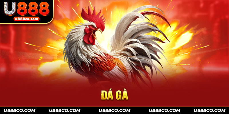 Thế mạnh ưu việt của đá gà U888