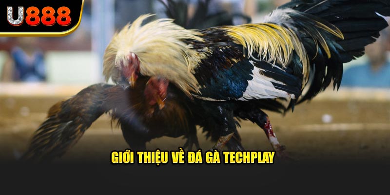 Giới thiệu về đá gà Techplay