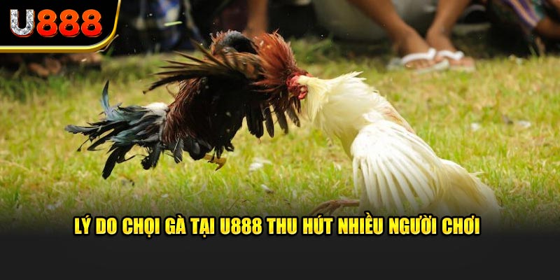 Lý do chọi gà tại U888 thu hút nhiều người chơi