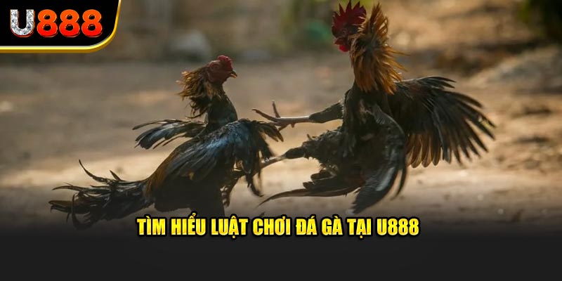 Tìm hiểu luật chơi đá gà tại U888